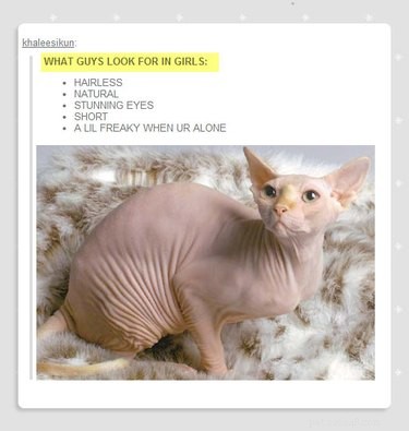 21 Stunning Hairless Pets That Celebrate Their Natural Beauty