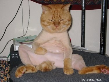 21 Stunning Hairless Pets That Celebrate Their Natural Beauty