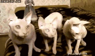 21 Stunning Hairless Pets That Celebrate Their Natural Beauty