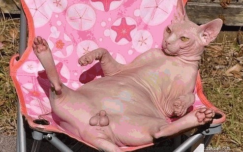 21 Stunning Hairless Pets That Celebrate Their Natural Beauty