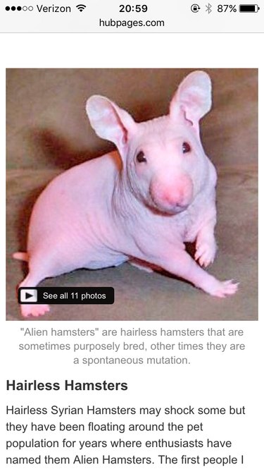 21 Stunning Hairless Pets That Celebrate Their Natural Beauty