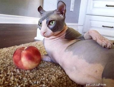 21 Stunning Hairless Pets That Celebrate Their Natural Beauty