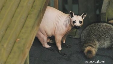 21 Stunning Hairless Pets That Celebrate Their Natural Beauty