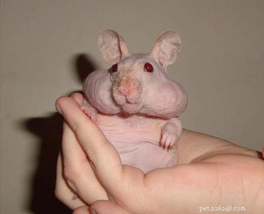 21 Stunning Hairless Pets That Celebrate Their Natural Beauty