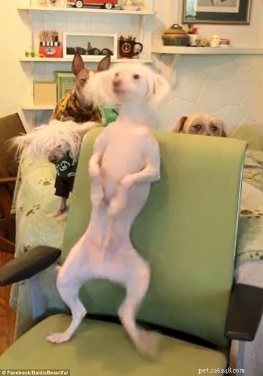 21 Stunning Hairless Pets That Celebrate Their Natural Beauty