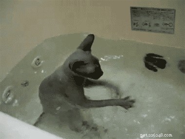 21 Stunning Hairless Pets That Celebrate Their Natural Beauty