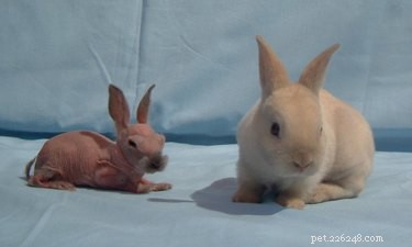21 Stunning Hairless Pets That Celebrate Their Natural Beauty