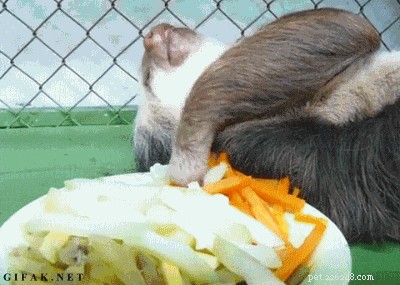 19 Hilarious Sloth Moments That’ll Make You Laugh
