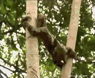 19 Hilarious Sloth Moments That’ll Make You Laugh