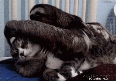 19 Hilarious Sloth Moments That’ll Make You Laugh