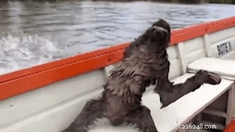 19 Hilarious Sloth Moments That’ll Make You Laugh