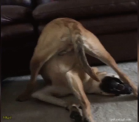 17 Hilarious Things Your Pet Will Do When You Leave the House