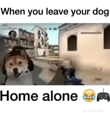 17 Hilarious Things Your Pet Will Do When You Leave the House