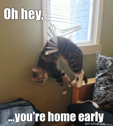 17 Hilarious Things Your Pet Will Do When You Leave the House