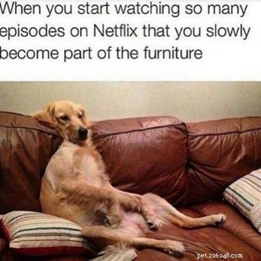 17 Hilarious Things Your Pet Will Do When You Leave the House