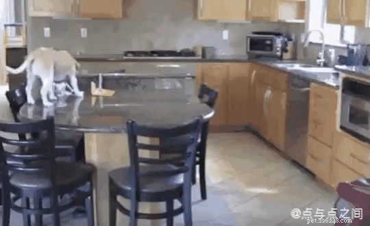 17 Hilarious Things Your Pet Will Do When You Leave the House