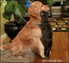 17 Hilarious Things Your Pet Will Do When You Leave the House