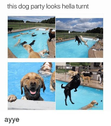 17 Hilarious Things Your Pet Will Do When You Leave the House