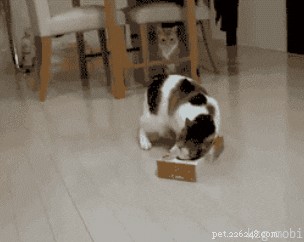 17 Hilarious Things Your Pet Will Do When You Leave the House