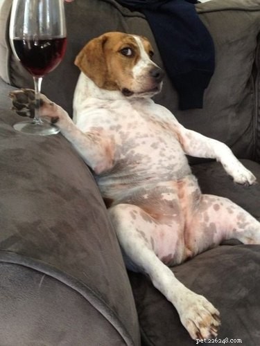 17 Hilarious Things Your Pet Will Do When You Leave the House