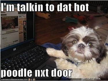 17 Hilarious Things Your Pet Will Do When You Leave the House