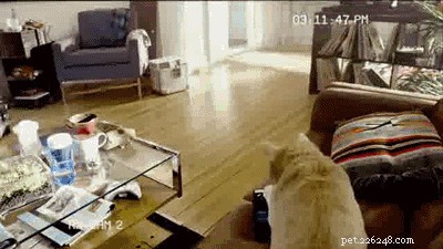 17 Hilarious Things Your Pet Will Do When You Leave the House