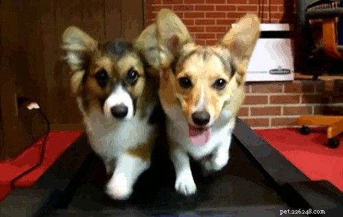 17 Hilarious Things Your Pet Will Do When You Leave the House