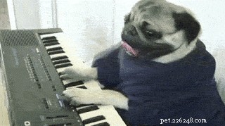 17 Hilarious Things Your Pet Will Do When You Leave the House