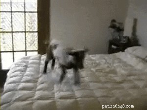 17 Hilarious Things Your Pet Will Do When You Leave the House