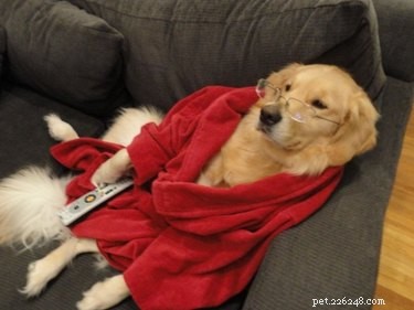 17 Hilarious Things Your Pet Will Do When You Leave the House