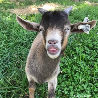Meet 21 Adorable Baby Goats That Will Melt Your Heart