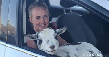 Meet 21 Adorable Baby Goats That Will Melt Your Heart
