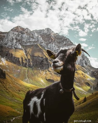 Meet 21 Adorable Baby Goats That Will Melt Your Heart