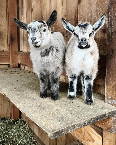 Meet 21 Adorable Baby Goats That Will Melt Your Heart