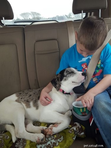 19 Unforgettable Milestones That Make Every Pet’s Life Memorable