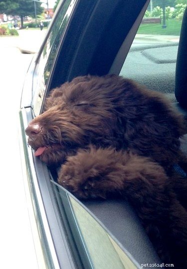 19 Unforgettable Milestones That Make Every Pet’s Life Memorable