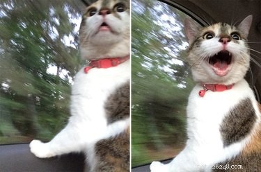 19 Unforgettable Milestones That Make Every Pet’s Life Memorable