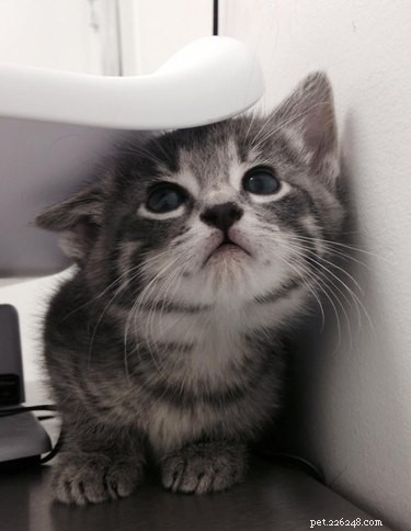 19 Unforgettable Milestones That Make Every Pet’s Life Memorable