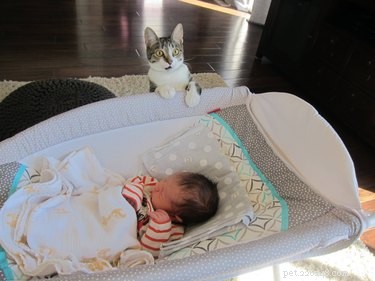 19 Unforgettable Milestones That Make Every Pet’s Life Memorable