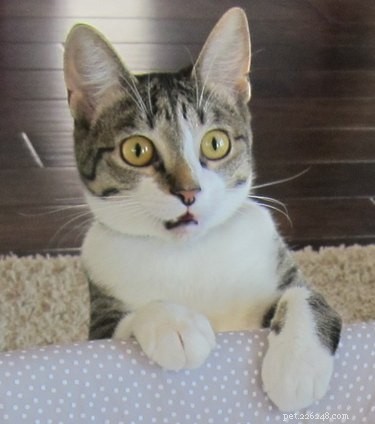 19 Unforgettable Milestones That Make Every Pet’s Life Memorable