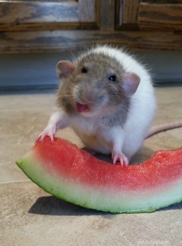19 Unforgettable Milestones That Make Every Pet’s Life Memorable