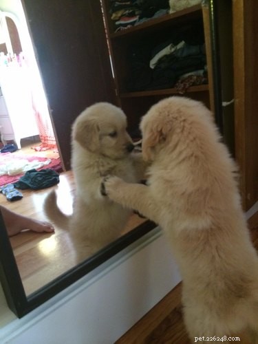 19 Unforgettable Milestones That Make Every Pet’s Life Memorable