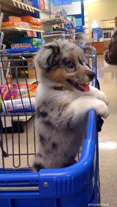 19 Unforgettable Milestones That Make Every Pet’s Life Memorable