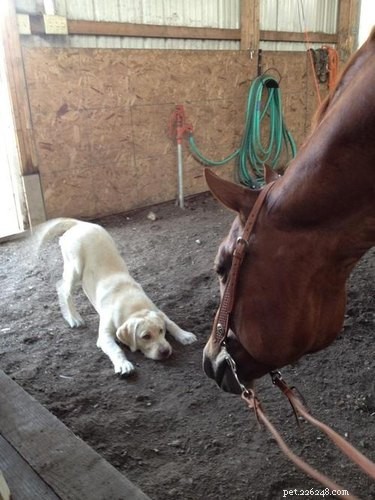 19 Unforgettable Milestones That Make Every Pet’s Life Memorable