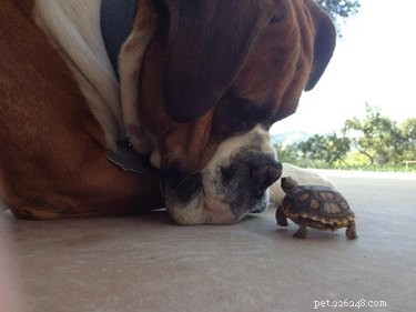 19 Unforgettable Milestones That Make Every Pet’s Life Memorable