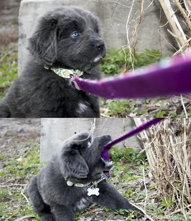 19 Unforgettable Milestones That Make Every Pet’s Life Memorable