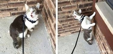 19 Unforgettable Milestones That Make Every Pet’s Life Memorable
