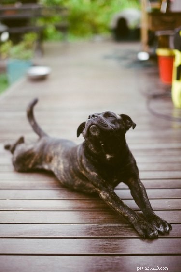 19 Unforgettable Milestones That Make Every Pet’s Life Memorable