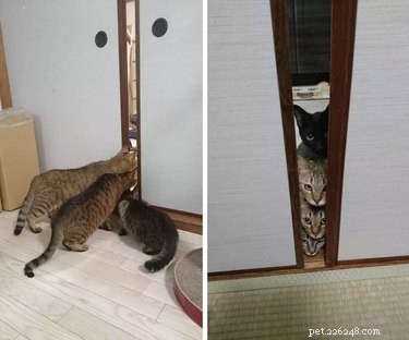 19 Unforgettable Milestones That Make Every Pet’s Life Memorable
