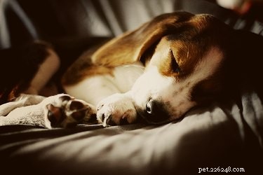 19 Unforgettable Milestones That Make Every Pet’s Life Memorable